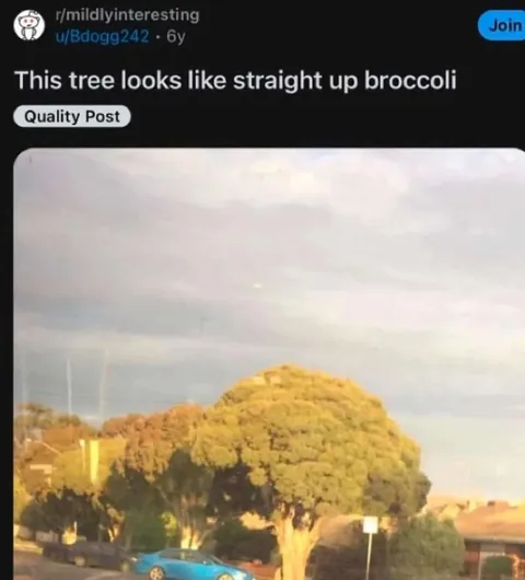 Tree That Looks Like Broccoli