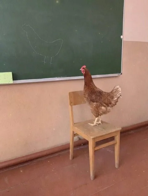 Курица у доски