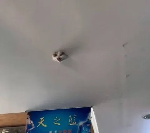 天花板里探头的猫
