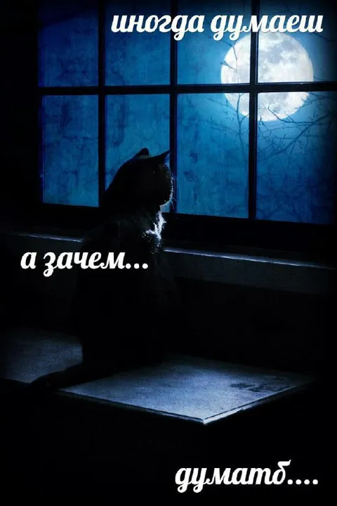 Кот думает у окна