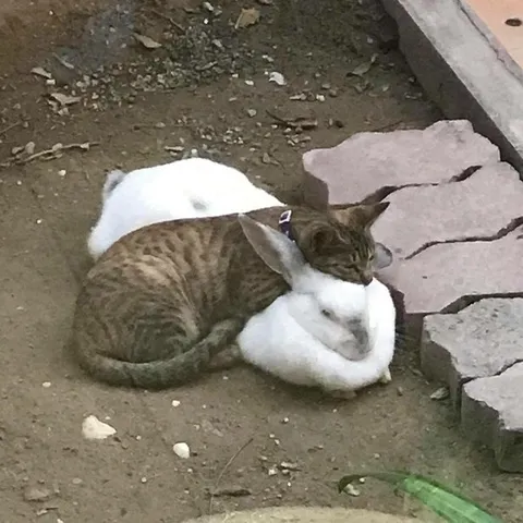 Кот обнимает кролика