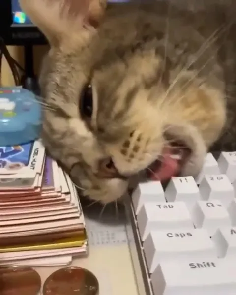 Cat Accidentally Types at Keyboard