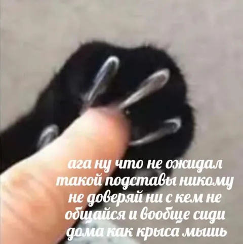 Сиди дома как крыса-мышь