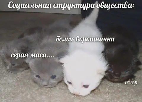 Социальная структура общества котят