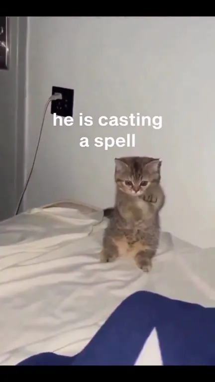 Kitten Casting a Spell