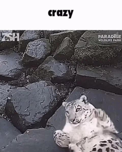 Crazy leopard dancing to Duvet