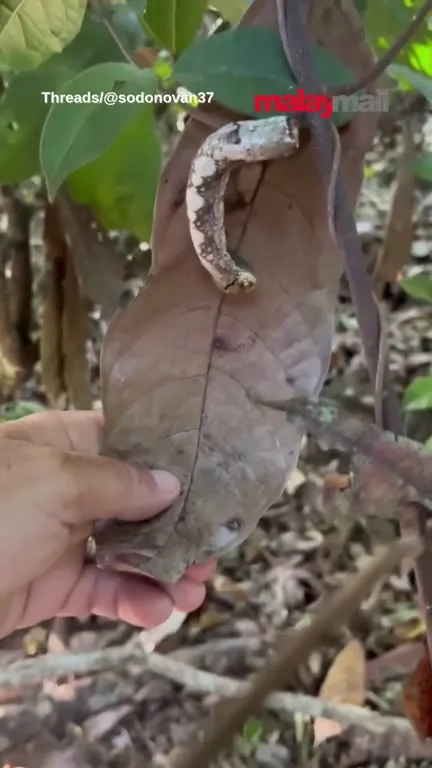 Caterpillar That Looks Like a Snake