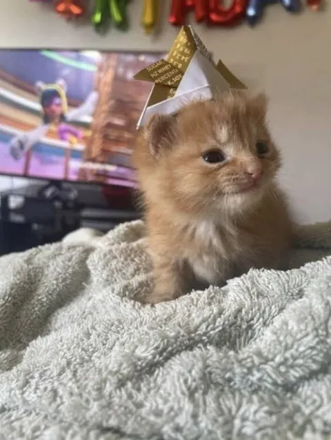 Котёнок в праздничной короне