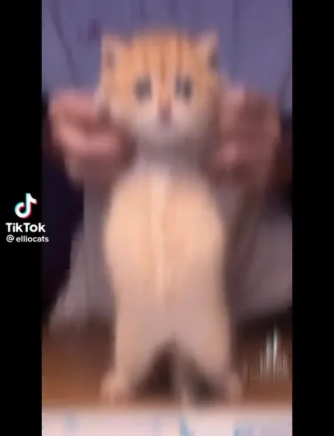 Кошачий клип под мрачный бит