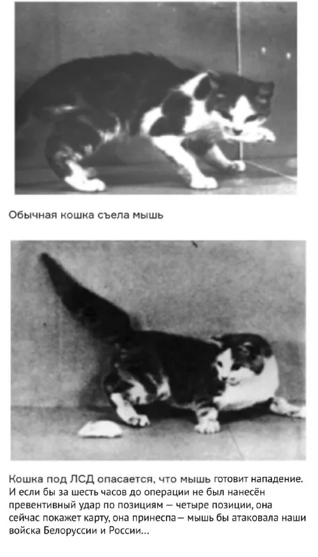 Кошка под ЛСД защищается от мыши