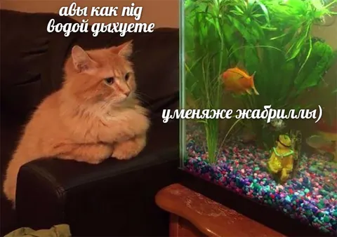 Кіт дихає під водою