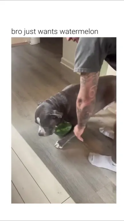 Dog Refuses to Give Up Watermelon