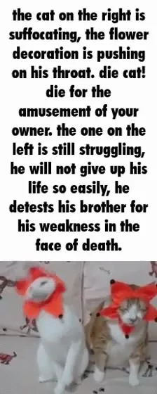 Cat Brothers Face Death
