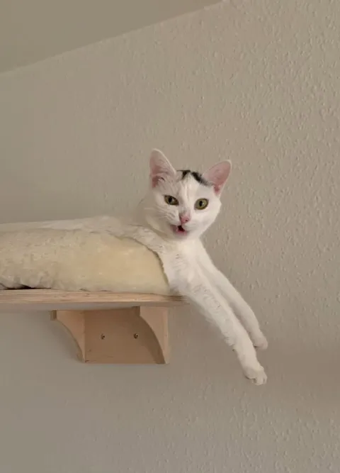 Удивлённый кот свесил лапы