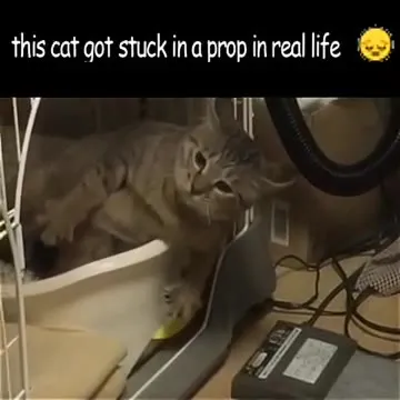 Cat Stuck in a Real Prop