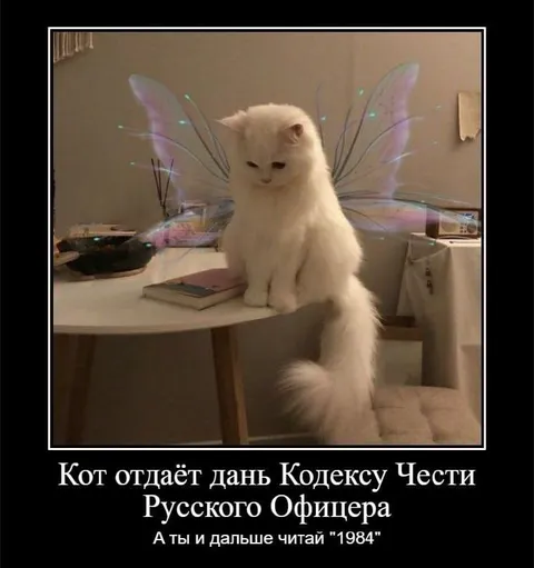 Кот отдаёт дань офицерской чести