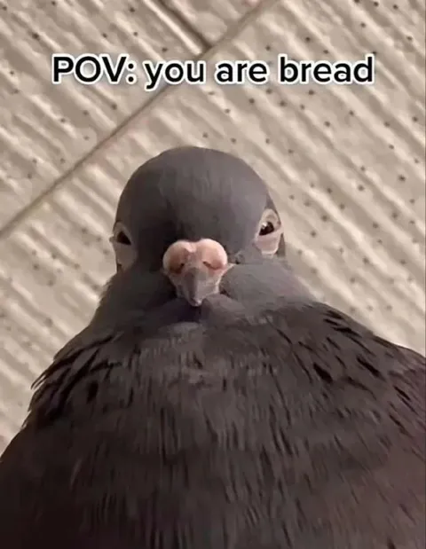 POV You Are Bread
