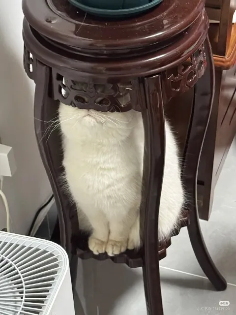 Кот спрятался в столике