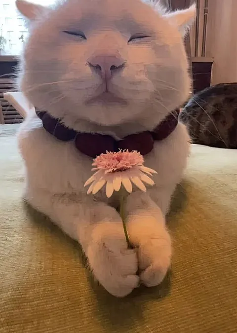 Кот с цветком в лапках