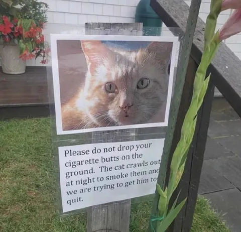 Cat Smokes Cigarette Butts