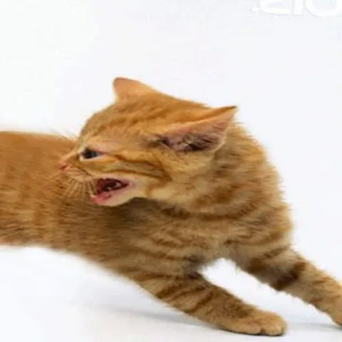 Злобный рыжий кот