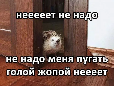 Ёжик просит не пугать
