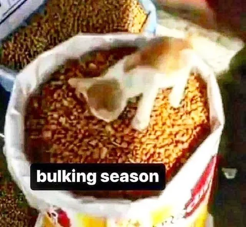 Bulking Season Cat