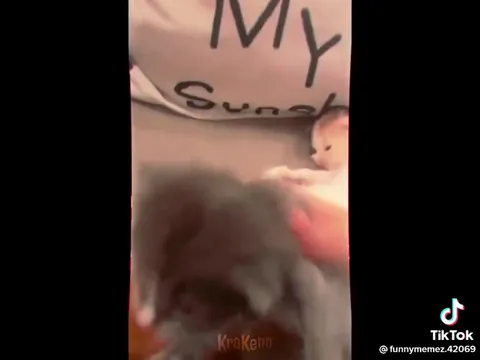 القطط بأسماء السلاطين