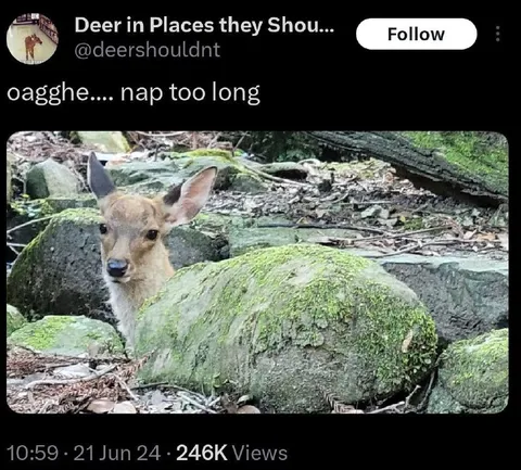 Deer Wakes Up From a Long Nap
