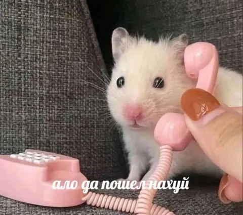 Хомяк посылает по телефону