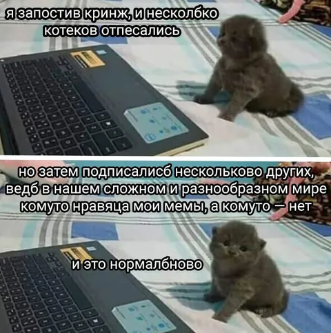 Котейки отписались — и это нормально