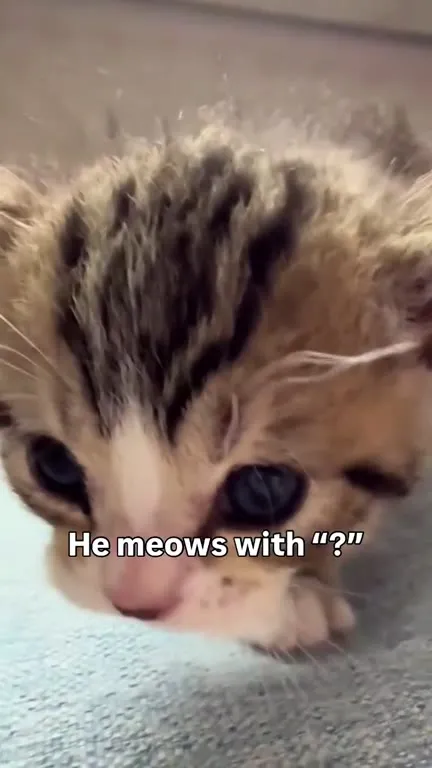 Kitten Meows With a Question