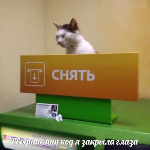 Кошка закрыла глаза у банкомата