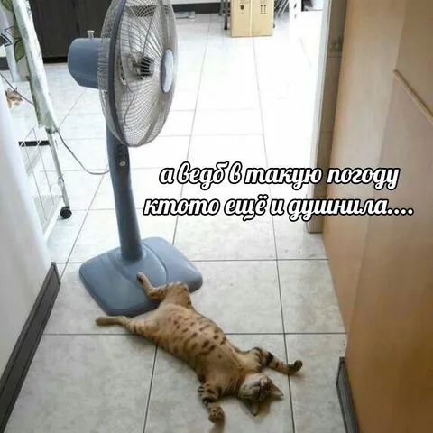 Кот наслаждается прохладой