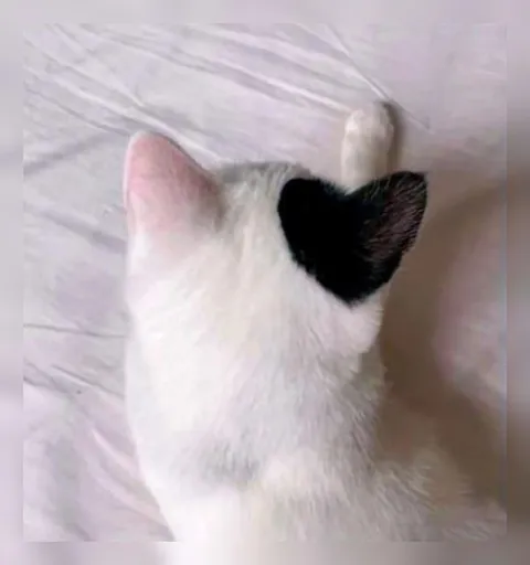 Кот с чёрным сердцем на голове