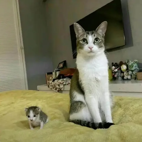 Большой кот и маленький котёнок
