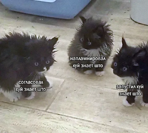 Три кота и непонятный план