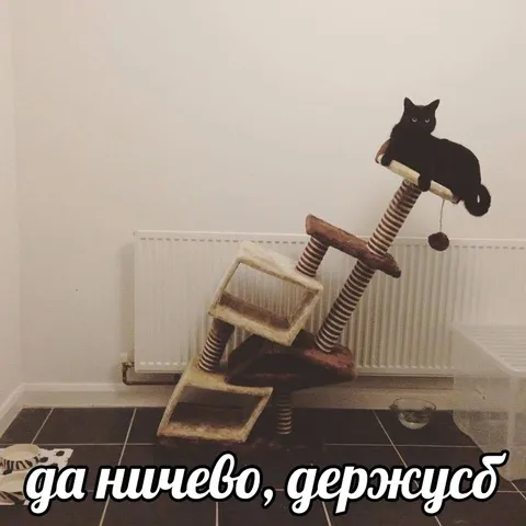 Кот изо всех сил держится