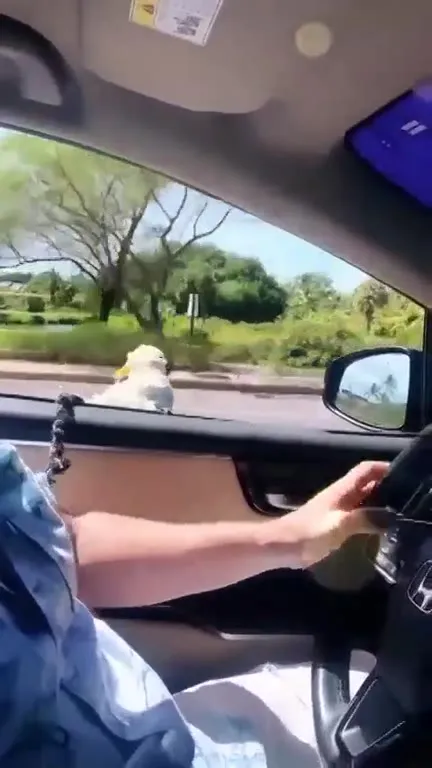 Попугай мчится рядом с машиной