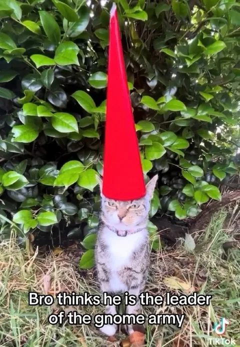 Cat Thinks He Leads the Gnome Army