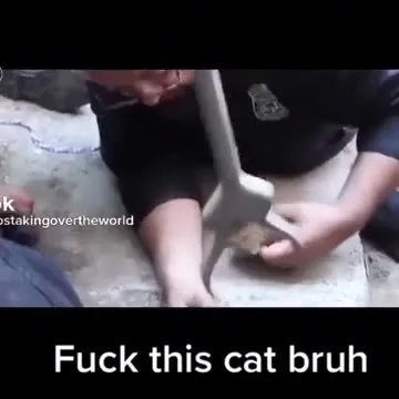 Fuck This Cat Bruh