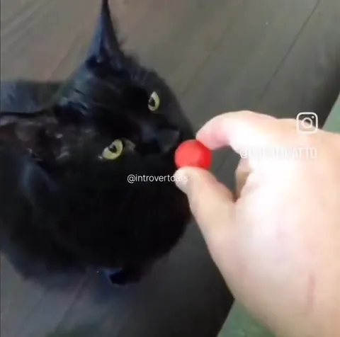 Кот внезапно кусается