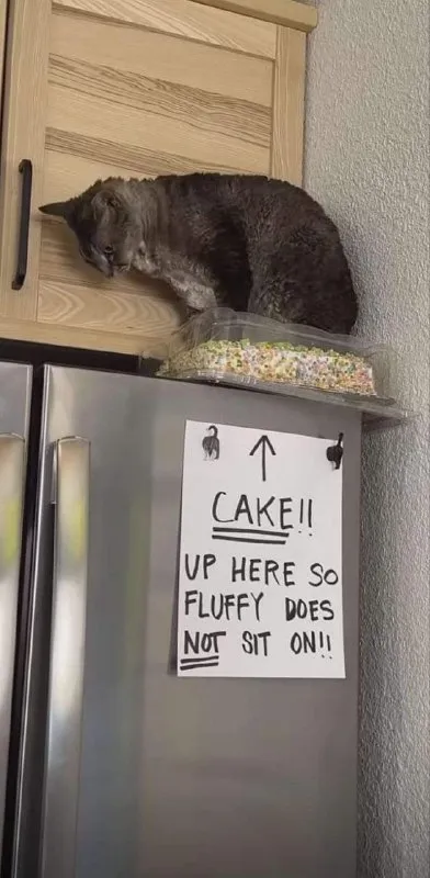 Fluffy Cat Guards the Cake