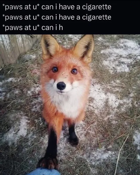 Fox Asks for a Cigarette