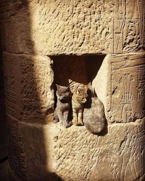 Кошки в древнеегипетском храме