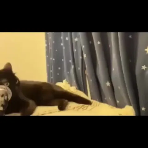 Кот исчезает с кровати