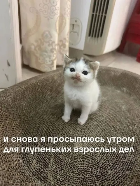Котёнок и взрослые дела