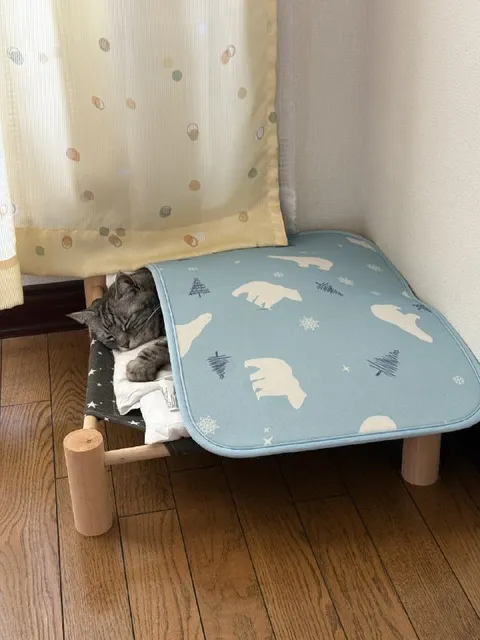 Кот спрятался под столиком