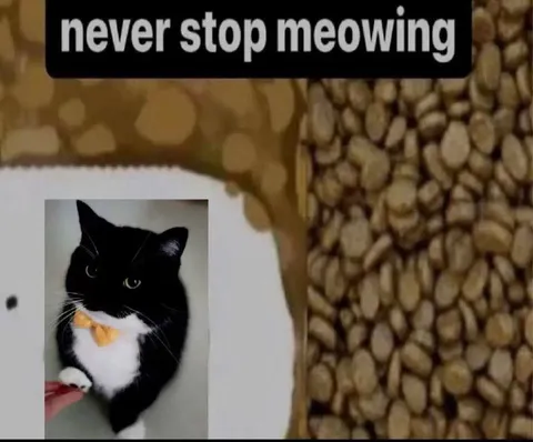 Never Stop Meowing Cat