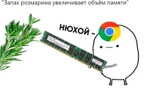 Запах розмарина увеличивает память